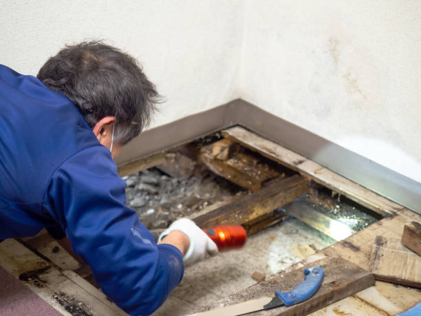 Best Residential Mold Remediation in Wimberley, TX