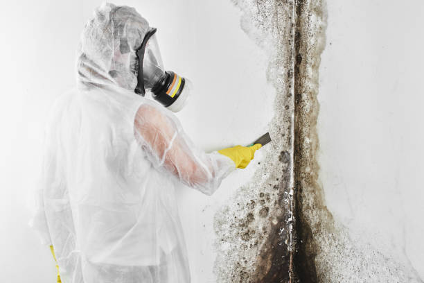 Best Post-Flood Mold Remediation in Wimberley, TX