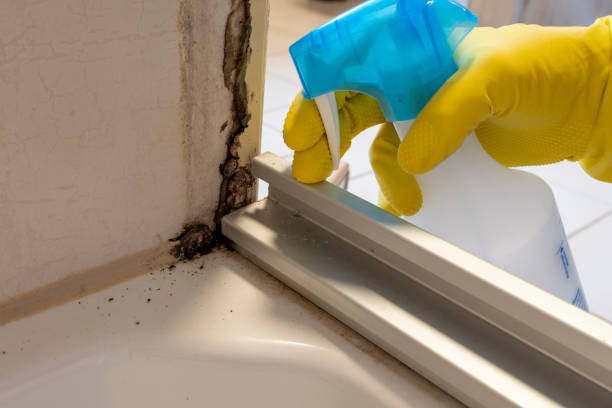 Best Basement Mold Remediation in Wimberley, TX