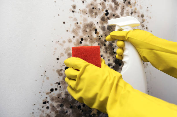Best Black Mold Remediation in Wimberley, TX