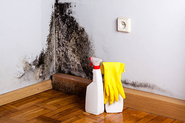 Best Attic Mold Remediation in Wimberley, TX