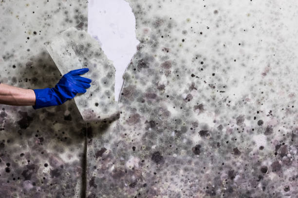 Best White Mold Remediation in Wimberley, TX
