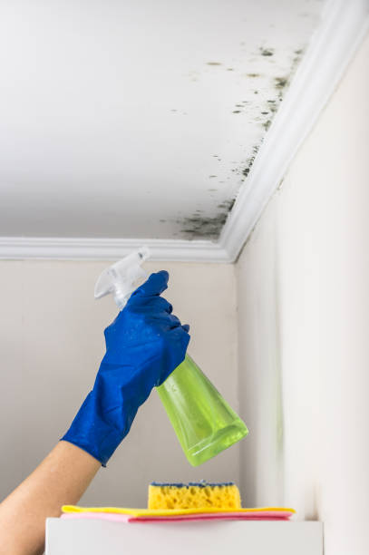 Best Industrial Mold Remediation in Wimberley, TX