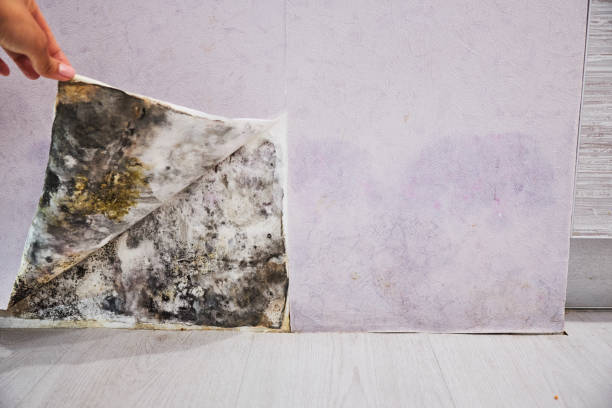 Best Residential Mold Remediation in Wimberley, TX